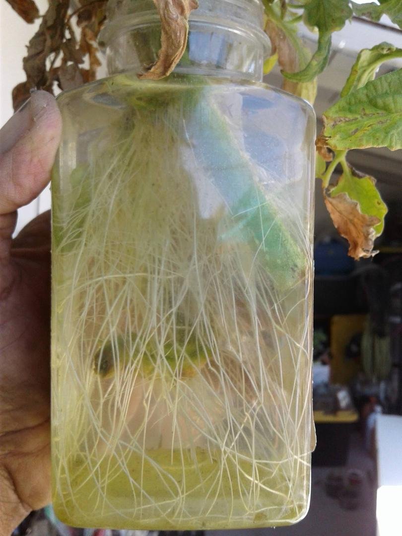 Here's the thriving root system.. the water is clear and there's a slight bit of algae.