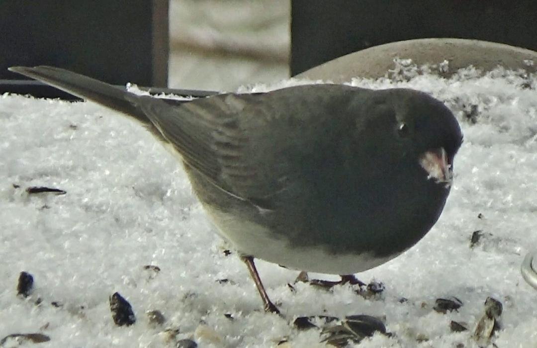 Dark-eyed(slate-colored) junco enjoying my Christmas Eve feast!! These birds are also known as Northern juncos, or more popularly, "snowbirds."
