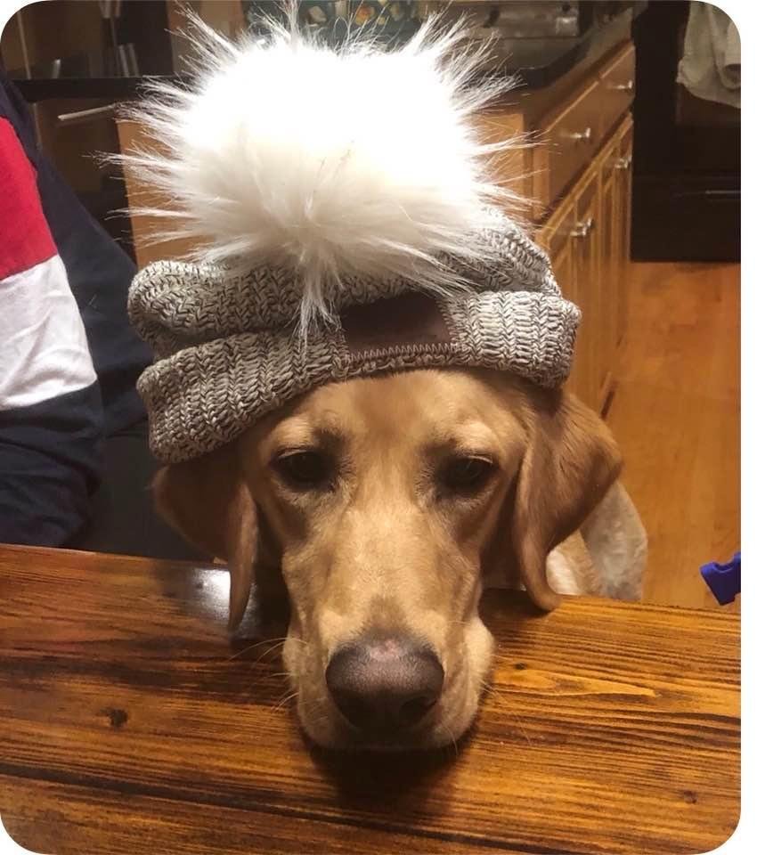 My sweet grand dog chase!