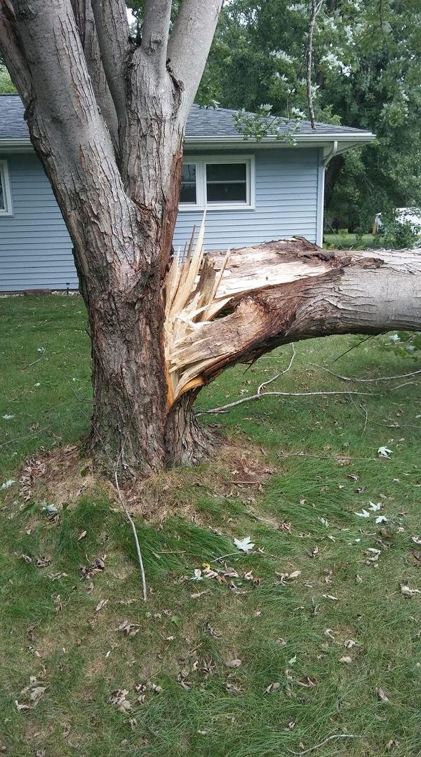 God agrees with Aaron that I have too many trees in my yard.