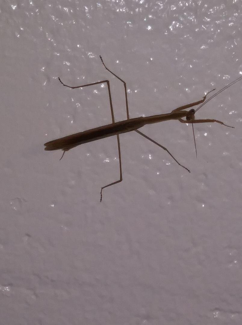 A Praying Mantis was in my apt sitting on the dining room wall. Awesome insect predator!
