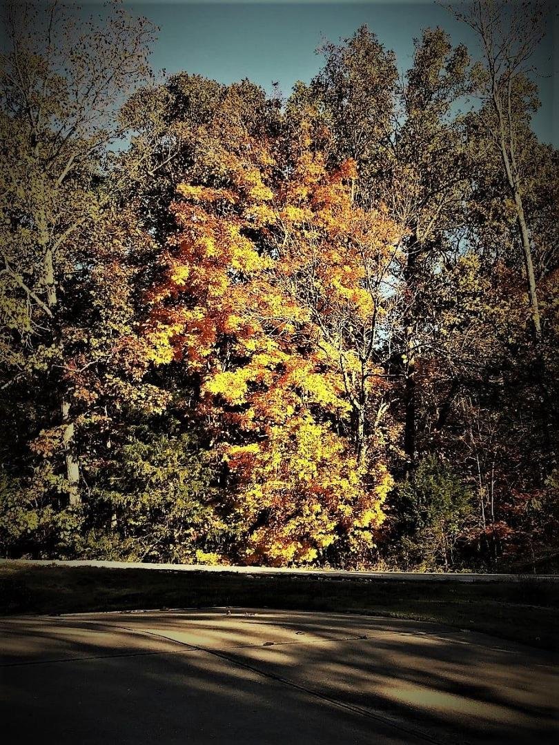 David Tait's album, Walking with Lilly - Fall Colors 2021