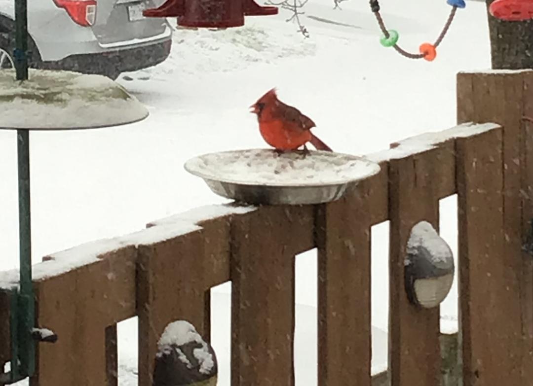 Had a visit from our little friend this morning.