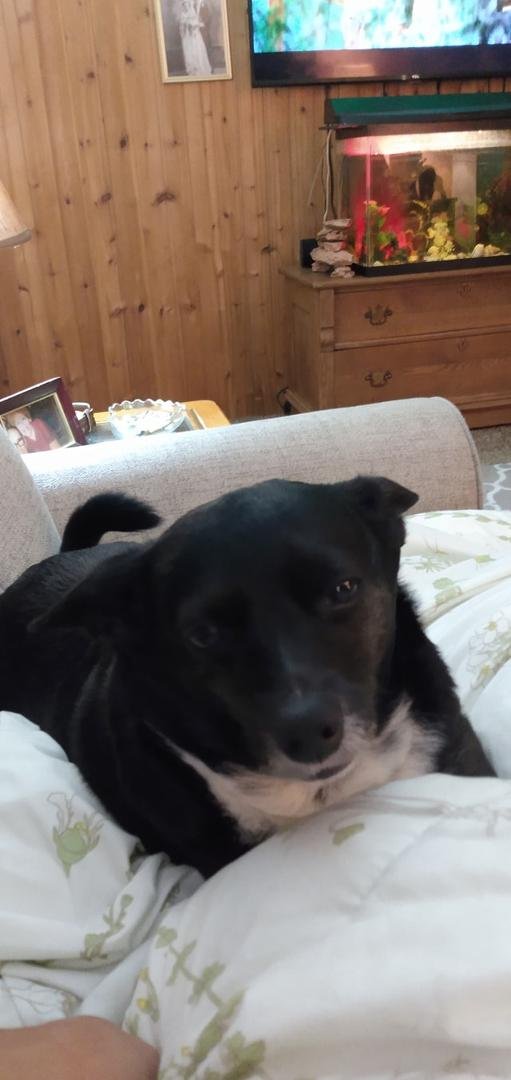 My baby has a doctor's appointment tomorrow little does he knows he has to get blood work done ..I better buy a really big treat..