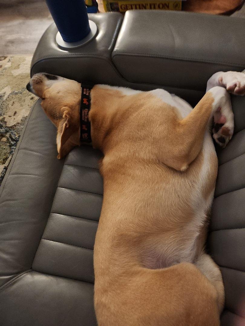 Helping a friend while he's out of town. I think I broke his dog!