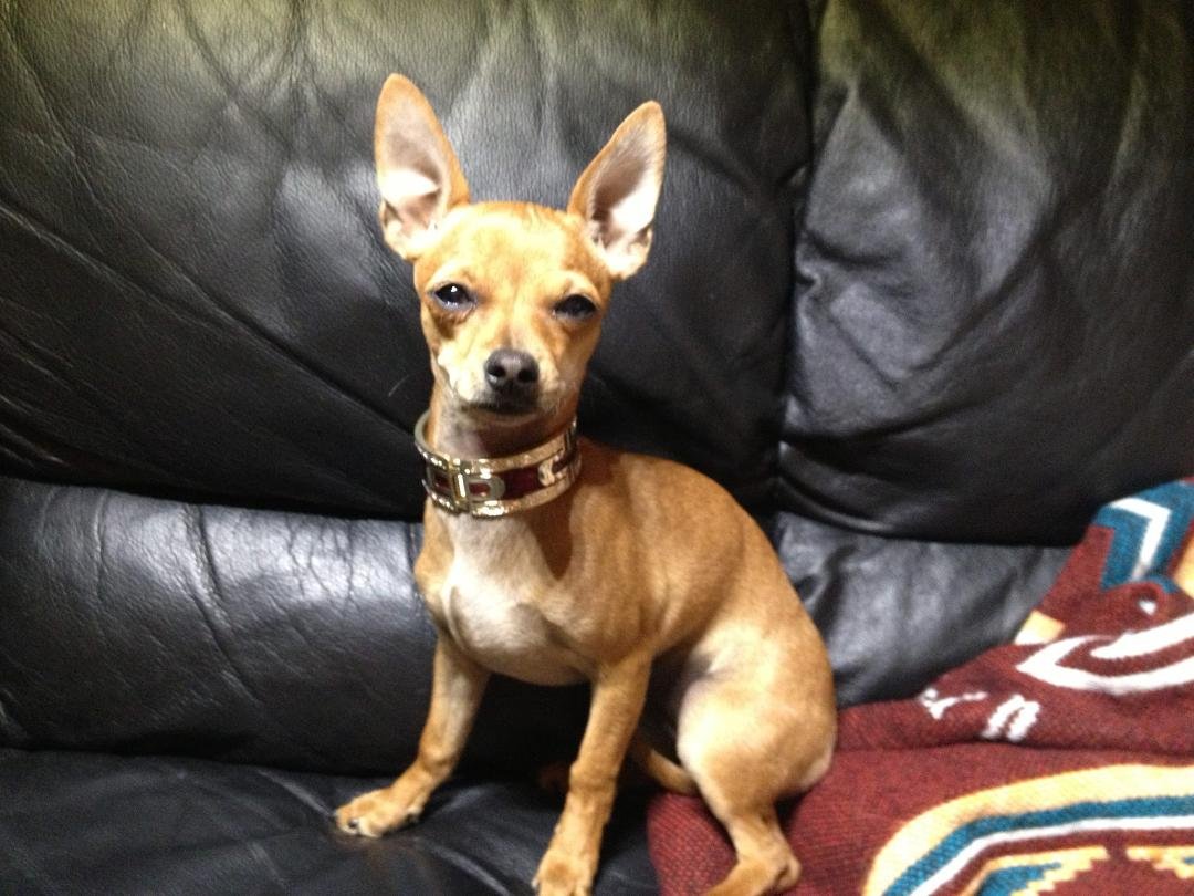 A Doberman, a German Shepard and a Vizsla get into a dog fight. My 6lb Chihuahua jumps up in the air and bites the German Shepard in the mouth,, they all run away... I'm still laughing...