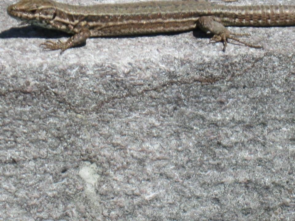 This is a Swiss lizard.