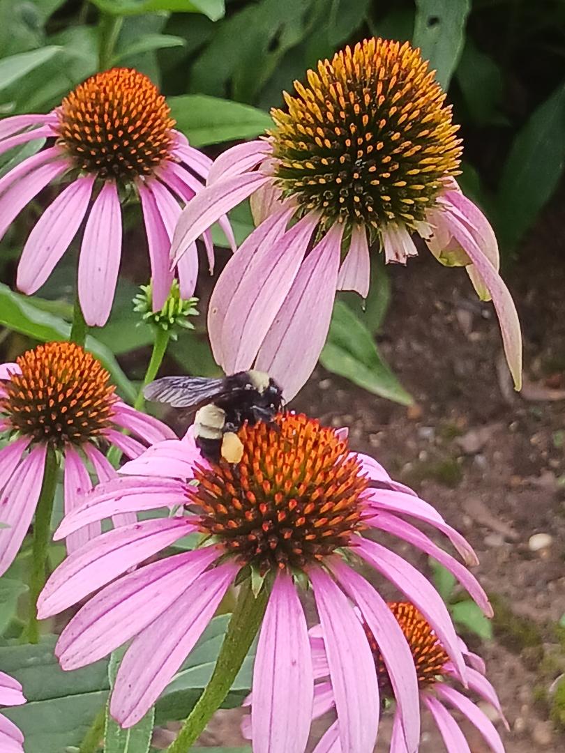 Mr. Bee enjoying breakfast and helping my flowers too.