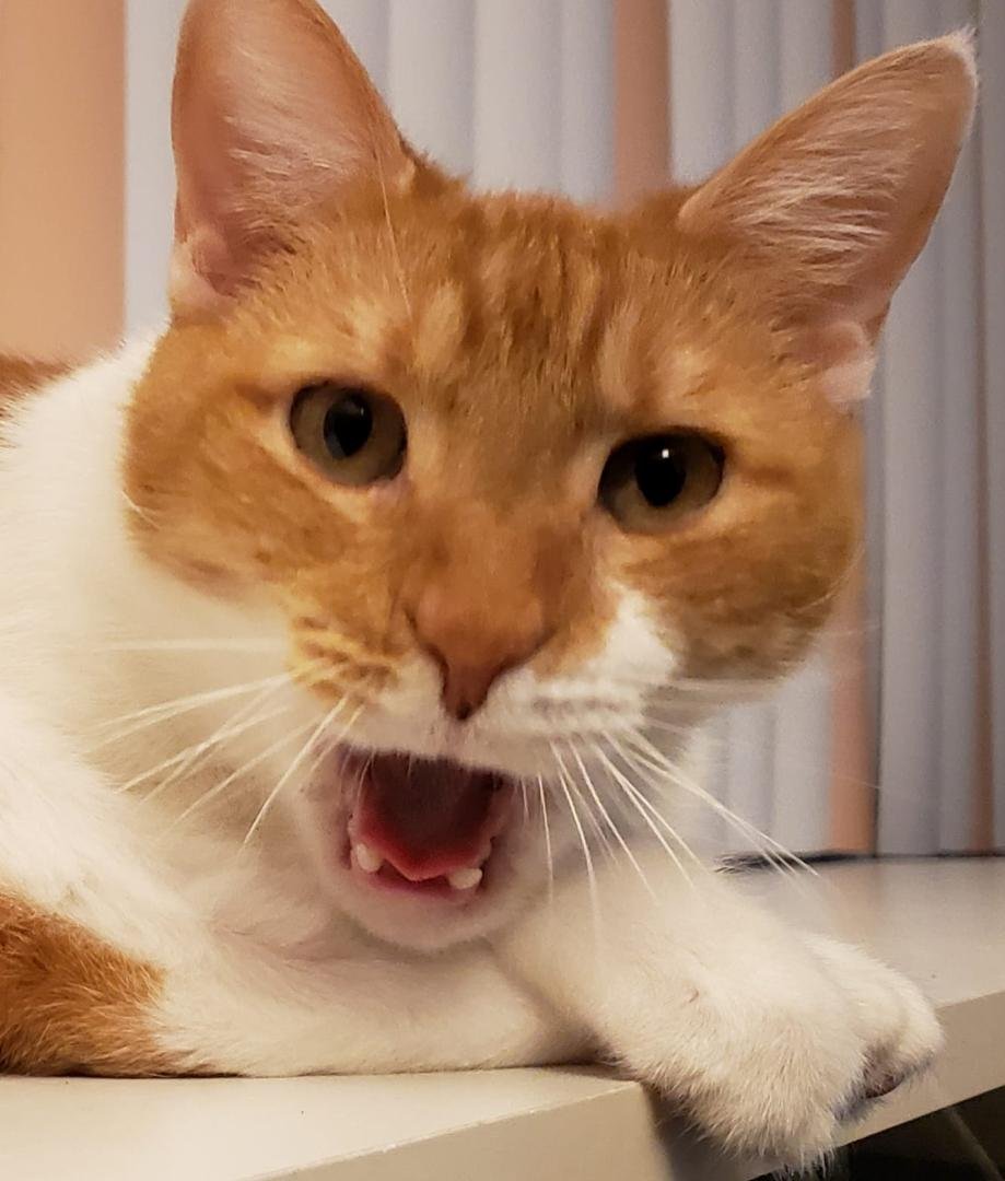 Freeze Frame: Richie in mid-yawn. He looks like he is expounding on something both serious and important.