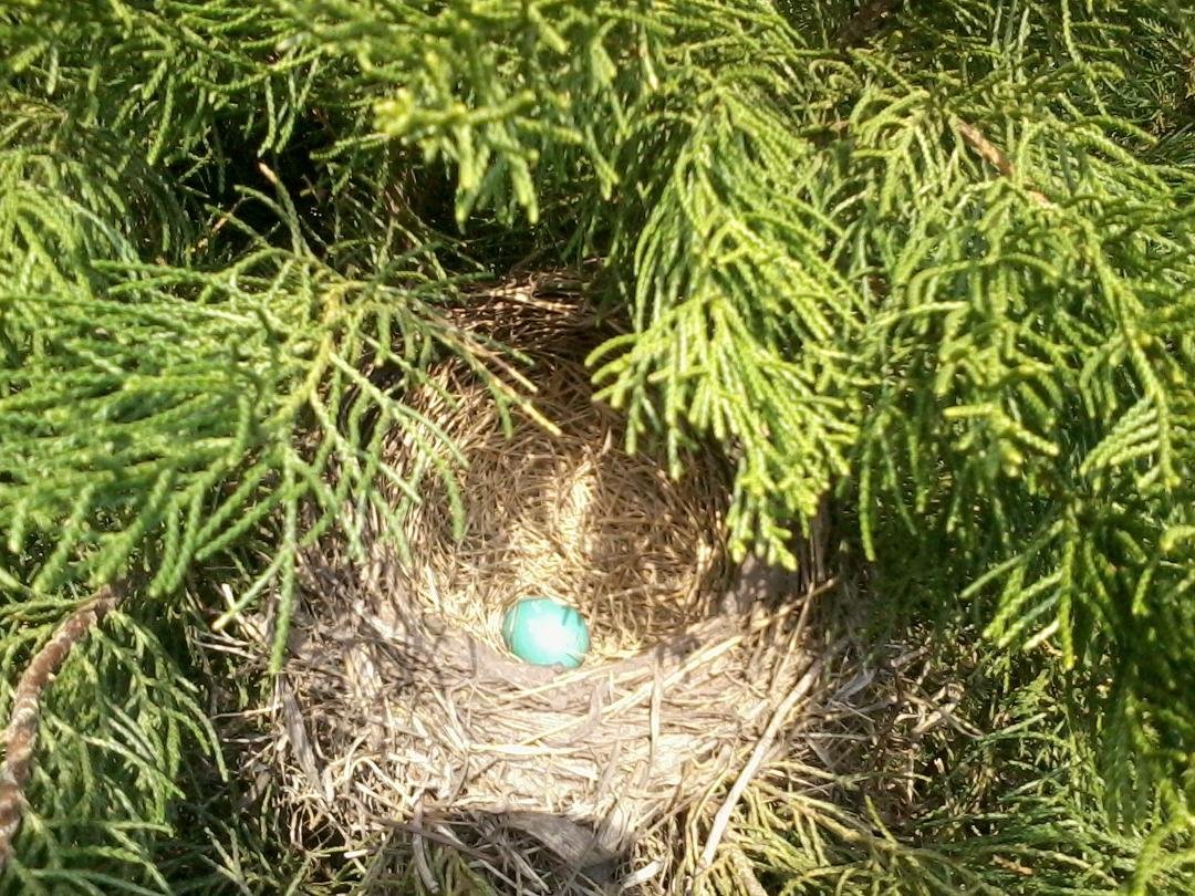 bird nest in Grandma McCoon's bush in front of house.