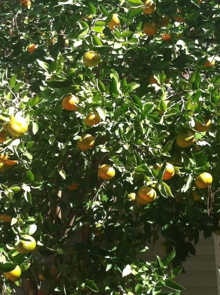 Tangerines almost ready. Come on over soon!