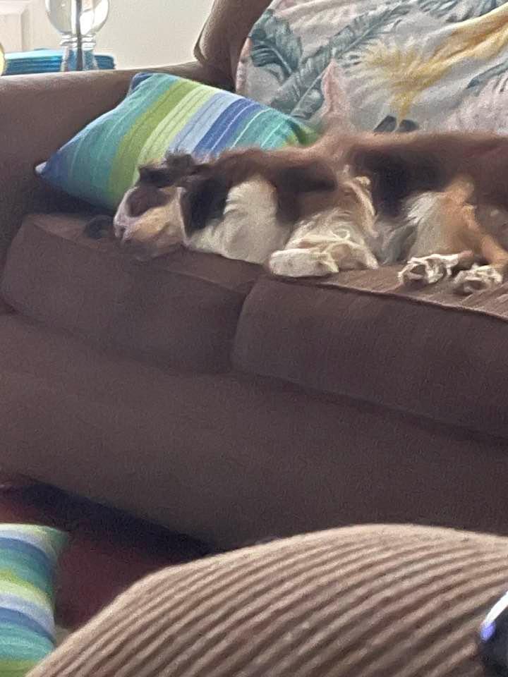 Afternoon nap 💤