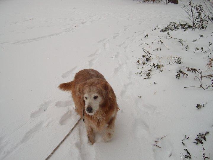 Tim Davey's album, Rache Loves Snow