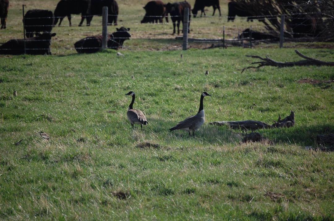 Canadian Geese