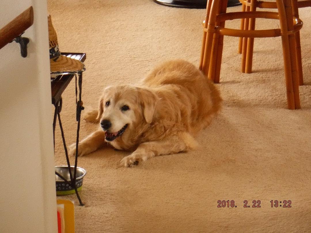 This is sunny! Our replacement for Makani, our 14 year old golden that passed away awhile ago. Sunny is half golden and half Sharpay.