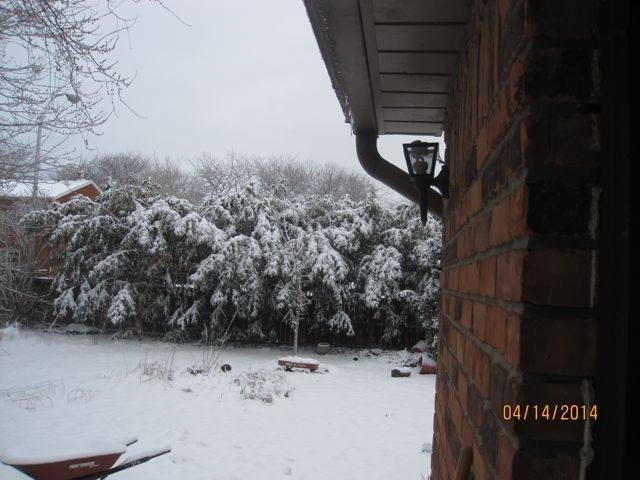 April 15 2014 We broke our record today of over 8 ft. of snow for the season. 1880-1881 Was the old record.