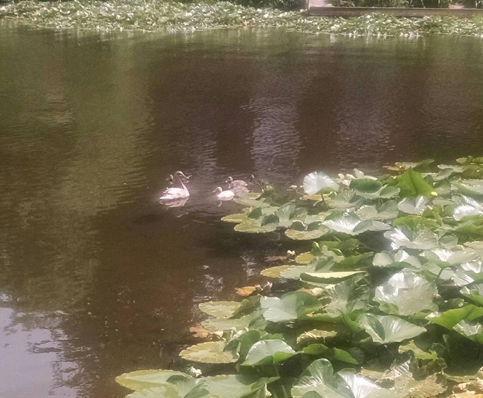 Mommy duck and 5 ducklings (getting bigger)