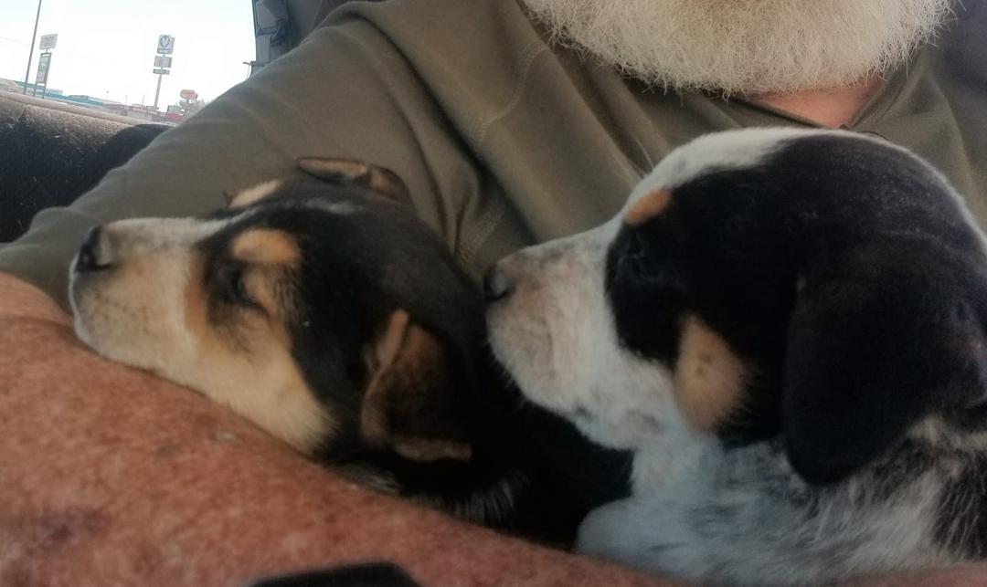I have a Male and female healer mix puppies I need to rehome. they are very smart with a great disposition. I hate to have to do this but I can't give them what they need. preferably  horse or cattle people they are going t