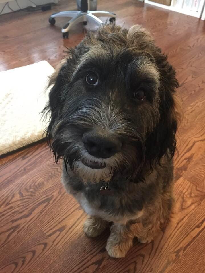 I receive a lot of support from Bailey as I learn about nutrition from her human mommy Maggie Dion of Rejuvinnate Nutrition (rejuvinnatenutrition.com). Thanks for your support Bailey.
