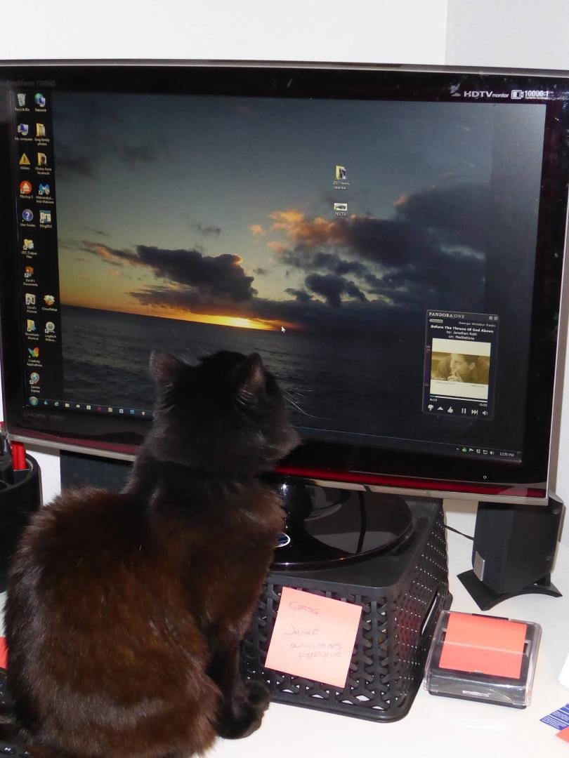 Our cat, Inky, loves to watch sunrises and sunsets. She's paying rapt attention.