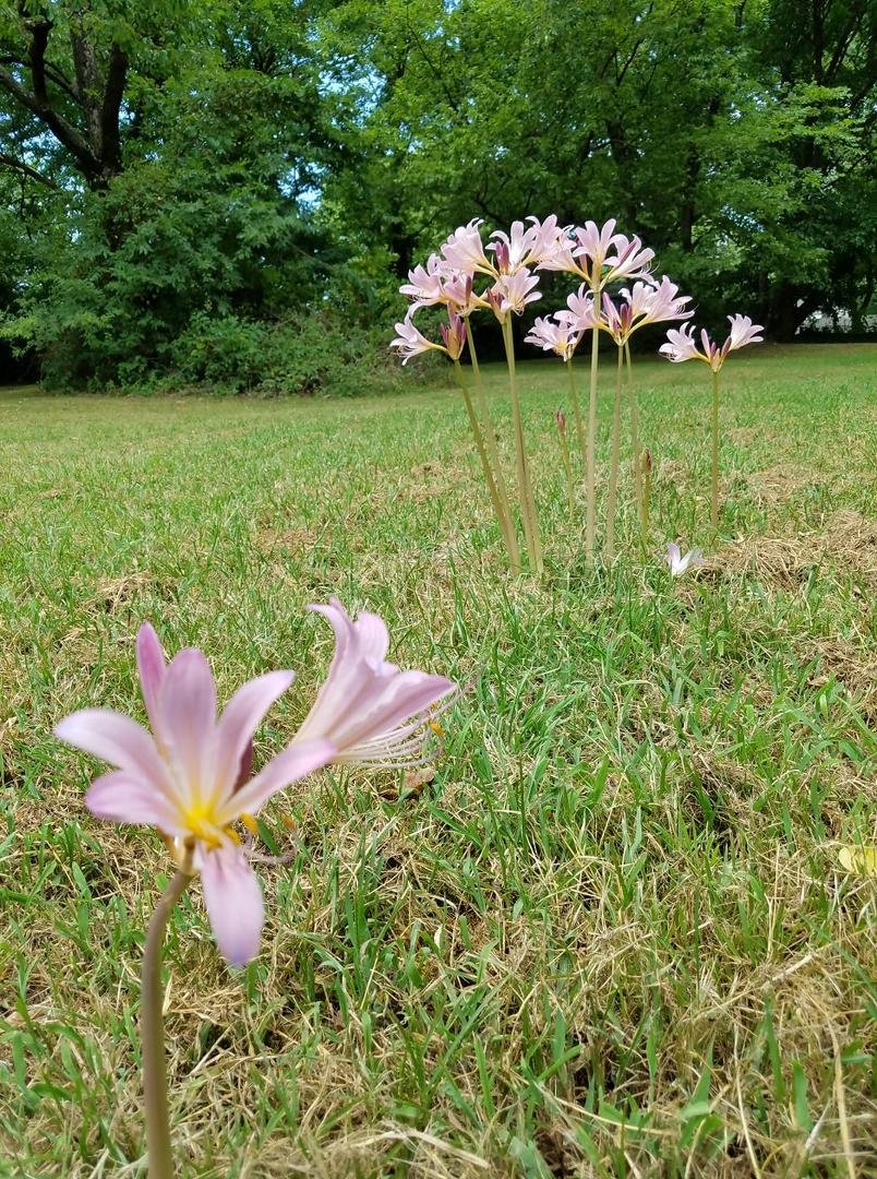 I really was minding my own business when I saw the strangest sight in my neighbors yard. Dancing Naked Ladies. The wind was providing their movement.