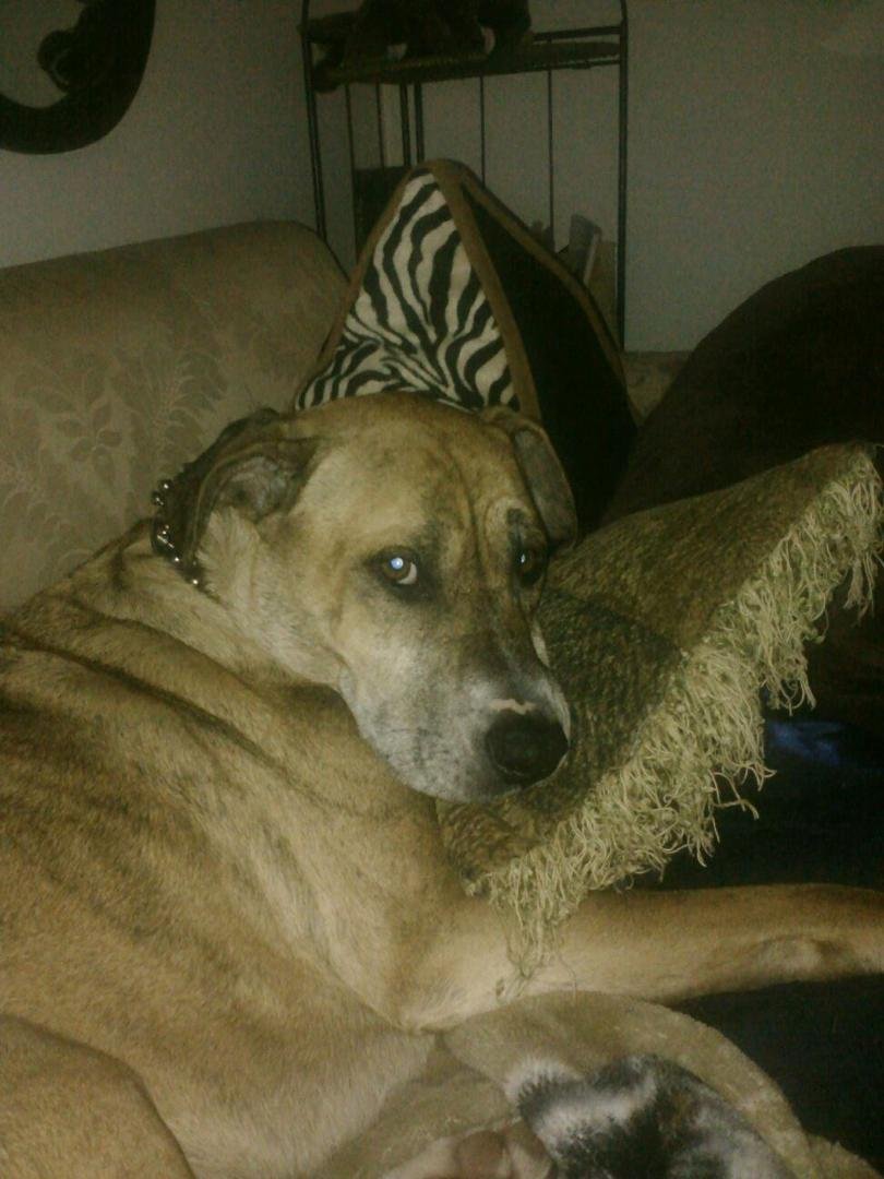 My puppy
