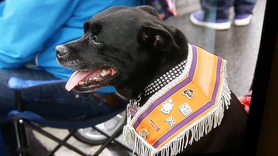 Our Fudge at the 12th. A man's Dog