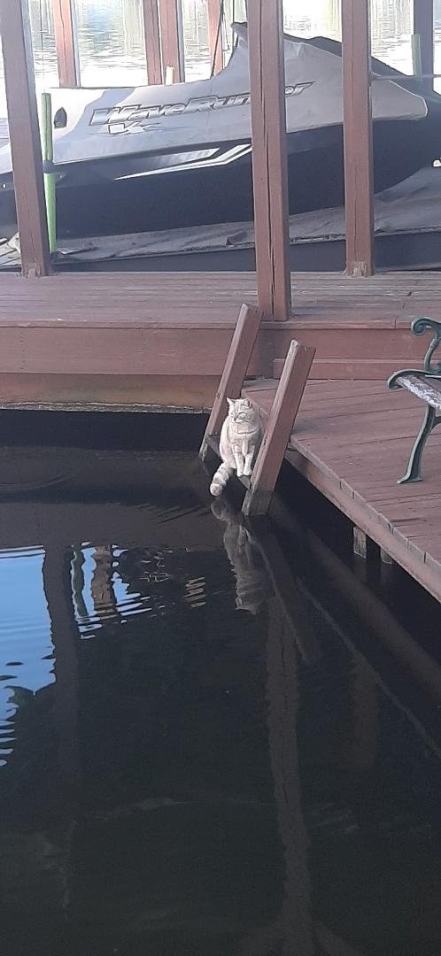 Saw my cat on my boat dock. I guess she was cat fishing