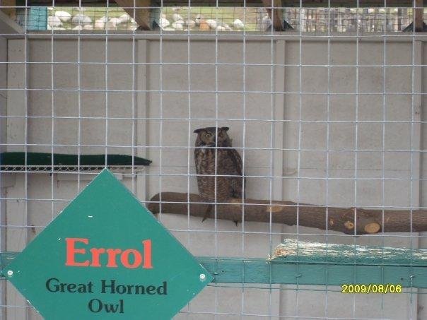 Great Horned Owl