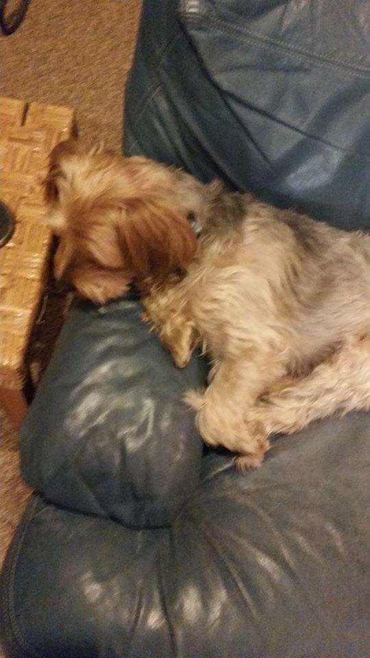 Long day in the snow.