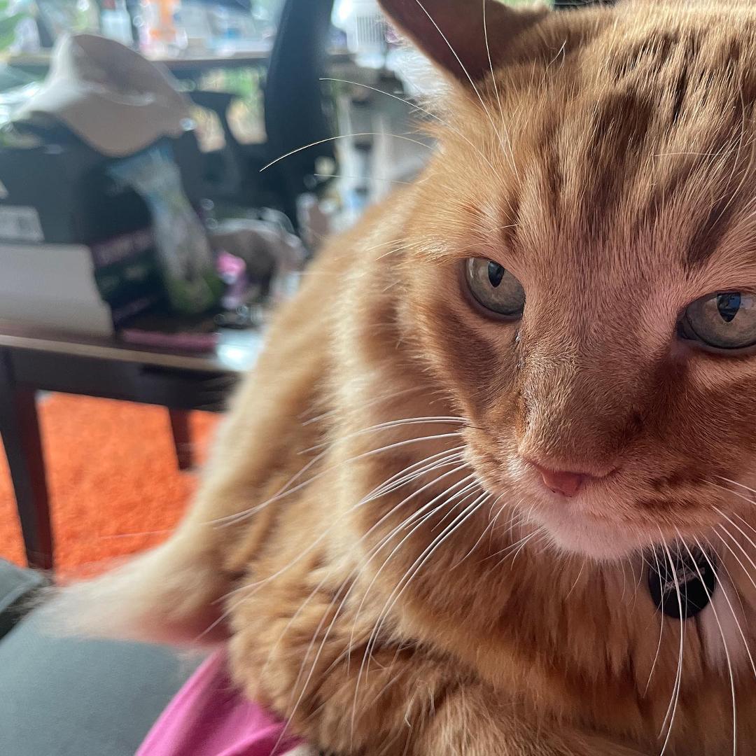 #AlanDingus has recently sprouted these long fur wings/horns. #catsofpendersleigh
