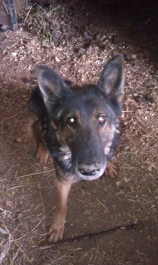 Well...this sure has been a rollercoaster week for Dave and I. Today we said goodbye, yet again, to another beloved member of our animal family. Dave's beloved retired police canine partner, Chase, walked over the rainbow