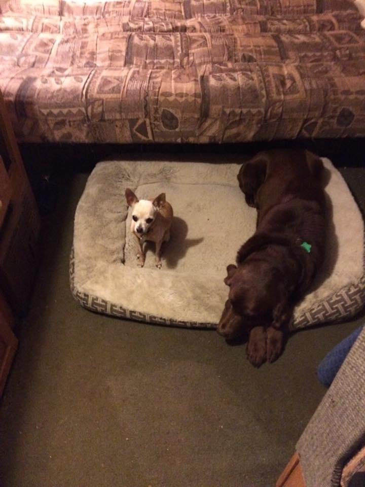 Sadie with Snickers on Snickers bed😍