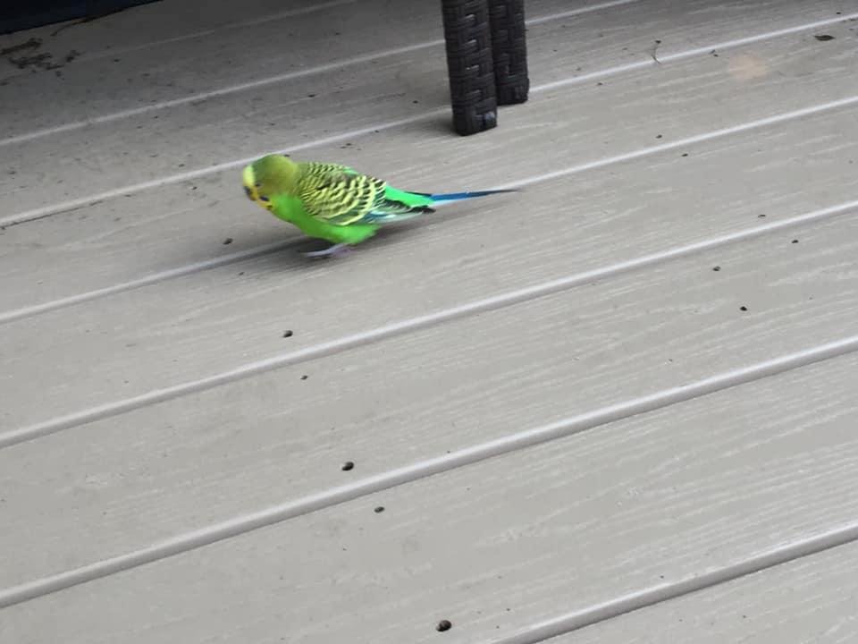 Parakeet on my back deck near the burke school area ???