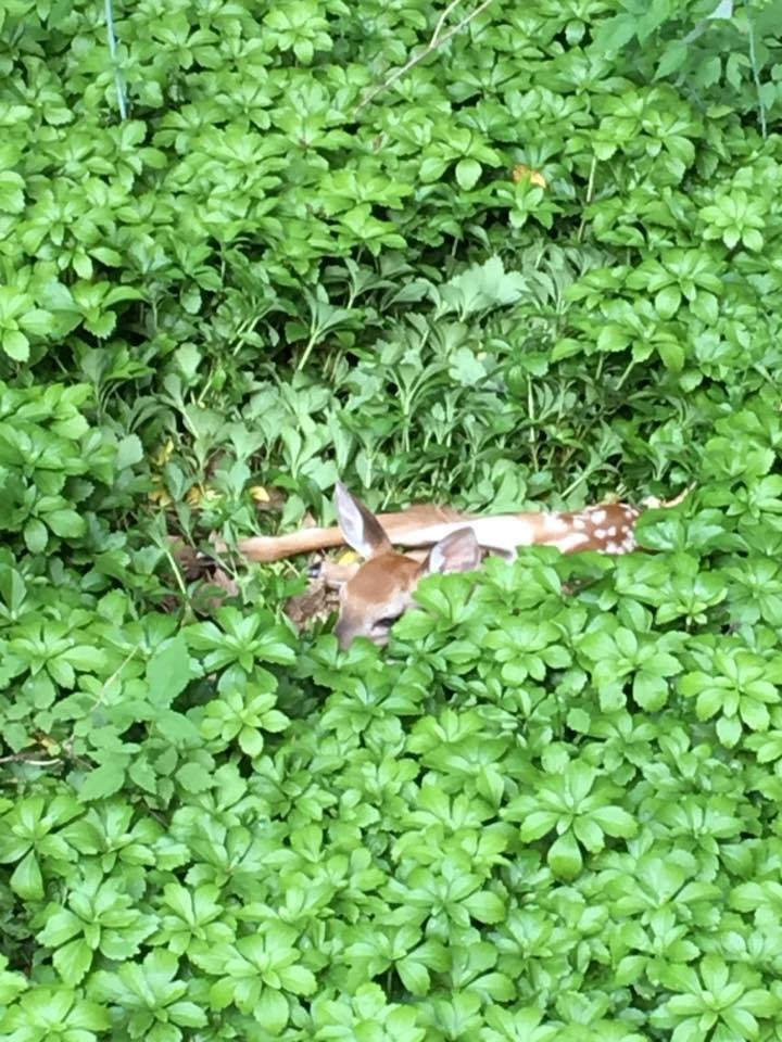 Backyard guest today - haven't seen the mother today.