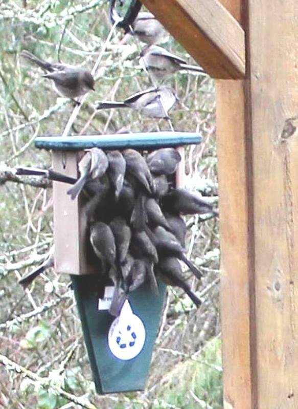 It took about a week for the bushtits to find the new suet feeder in my yard.
