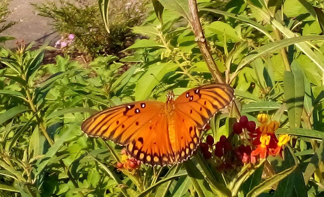 Look at this butterfly!