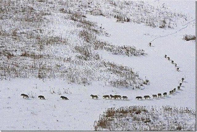 We humans could learn a lot from these animals....
WOLF PACK- Really Interesting
Cesare Brai's photo. ( below )
"A wolf pack on the move :
the first 3 are the old or sick, they give the direction and pace to the entire