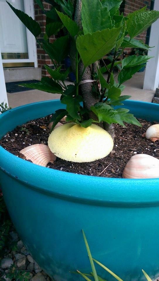 Mushrooms popping up almost anywhere!