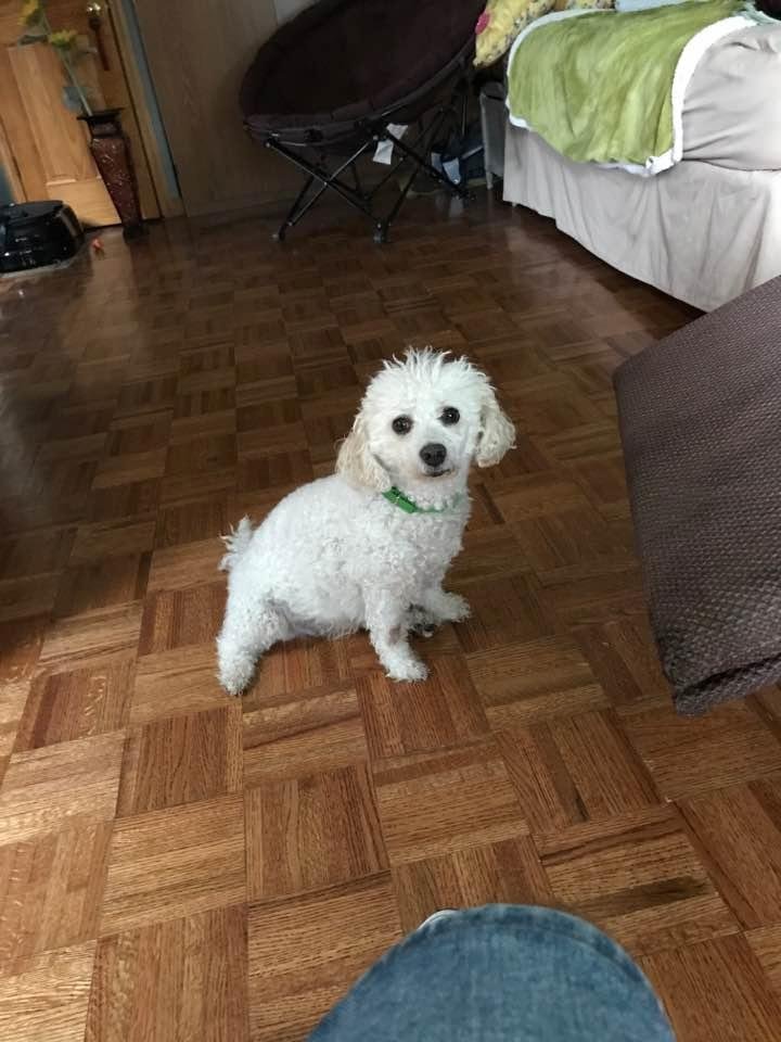 My dog Teddy. Lol