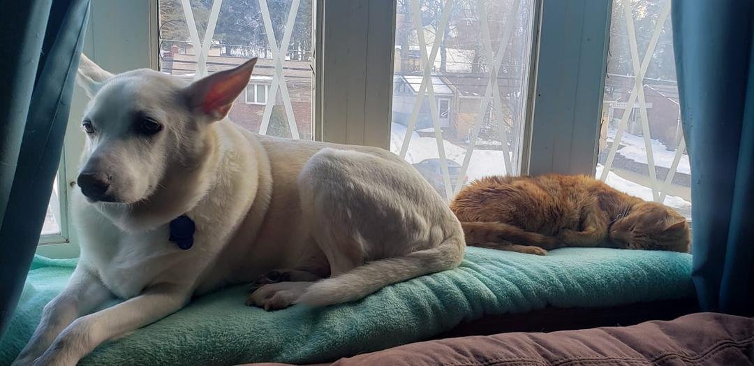 Who says cats and dogs can't get along, Dexter and Frankie your best friends.