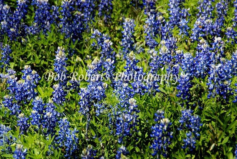 Texas Bluebonnets