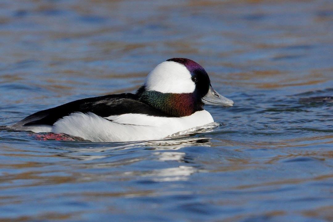 Bufflehead (male)
