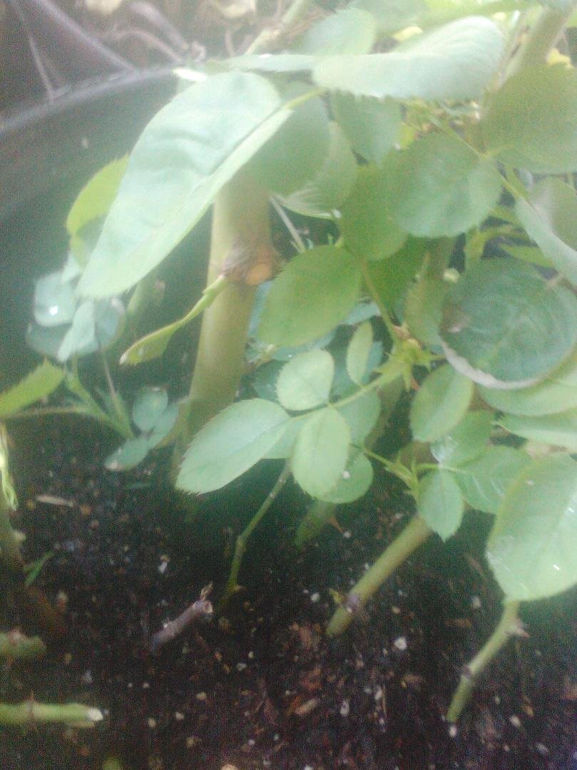 Before I take off I thought I'd take a quick pic of the Veterans Honor. They started slower than the yellows but even one of the dinky stems has leaves.