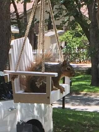 My visitor this afternoon