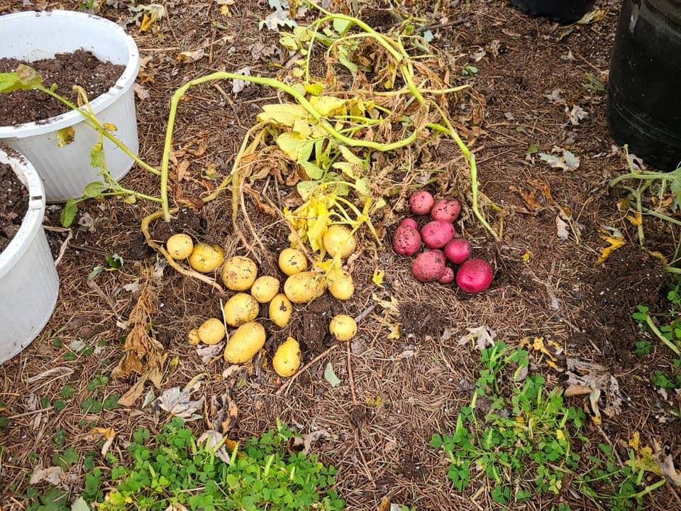 😮 Accidental Farmer reporting in. No potato famine here 🙄 LOL . They sure are cute though ARIANNA an I harvested today 🥳🤗💖