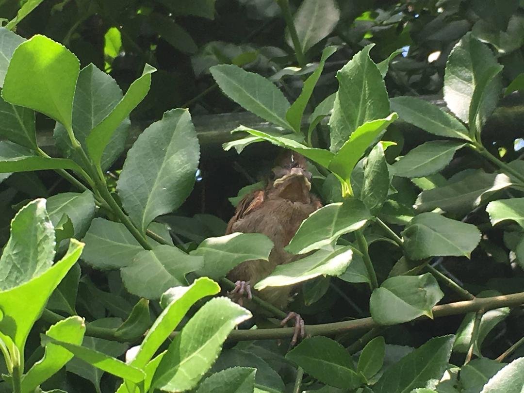 The bird