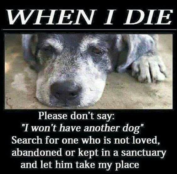 This is our 21 year old Diesel.He has been with us through thick and thin.Our faithful companion.I can't imagine my life without him in it.He's our boy.