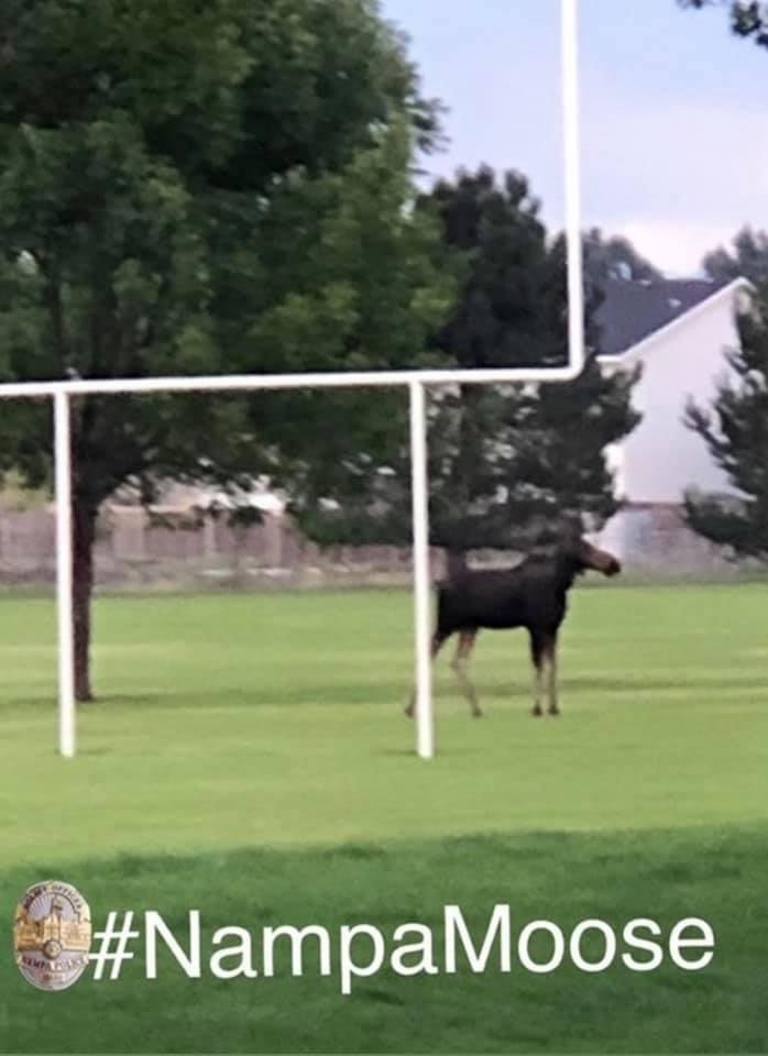 This guy may be a little lost.   It was behind my place about 1am.   I was woke up by my Aussie trying to Keep it away from my fence line.
