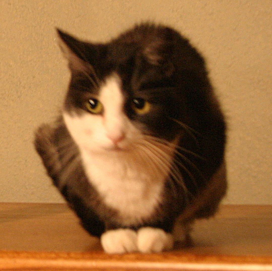 After almost 18 years, my wonderful companion Julie has left for the Rainbow Bridge. I will sorely miss you little girl.